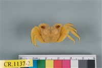 藏品(斑點擬相手蟹)的圖片